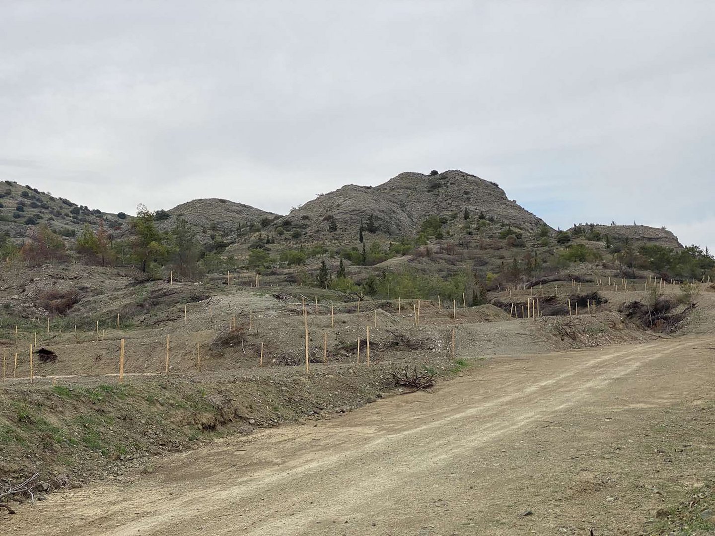image Reforestation of burnt forest to cost around €180,000