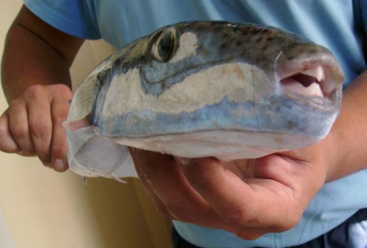image Silver-cheeked toadfish is poisonous, not venomous