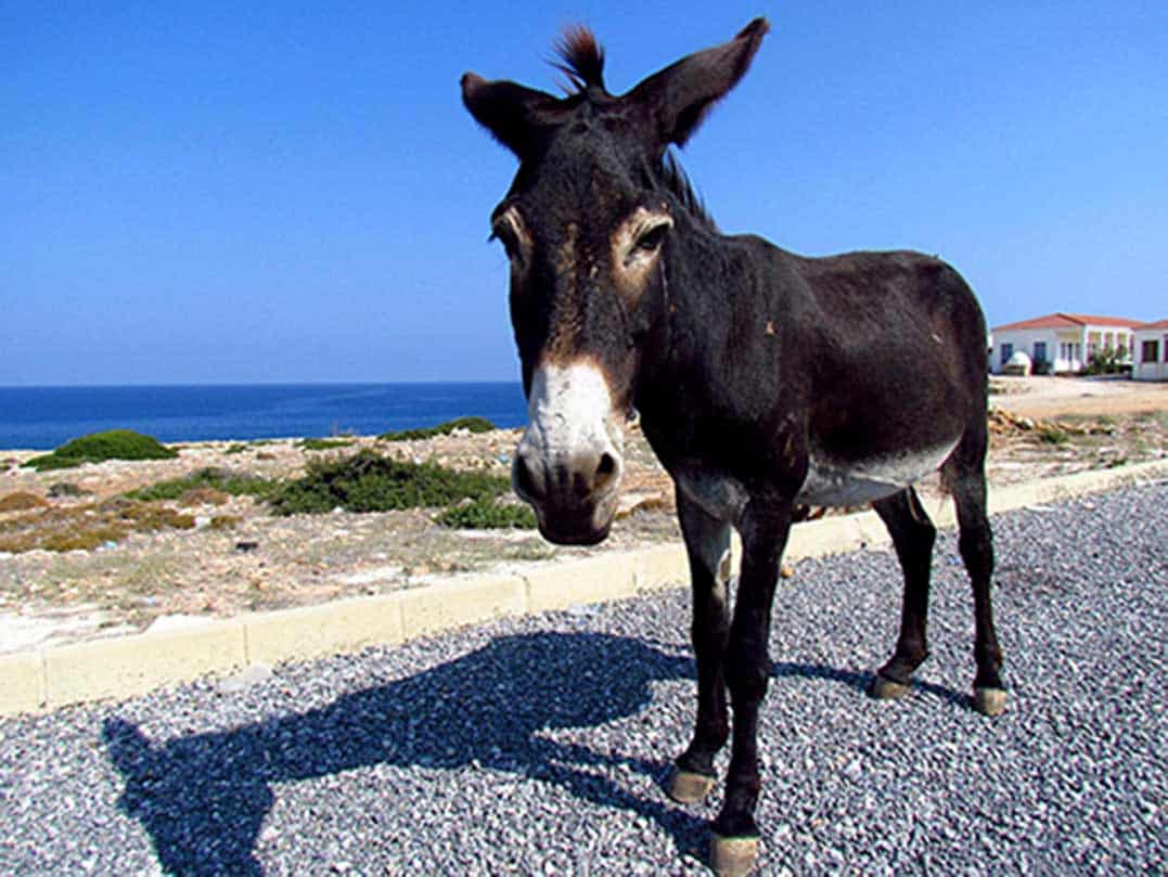 image Man fined €3,852 for feeding Karpasia donkey cigarettes