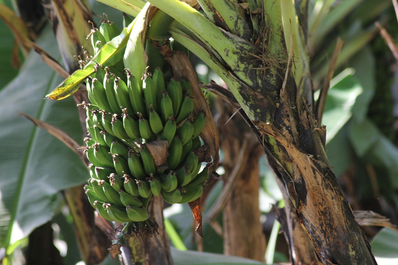 image Banana farmers to make demands to govt as water struggles continue