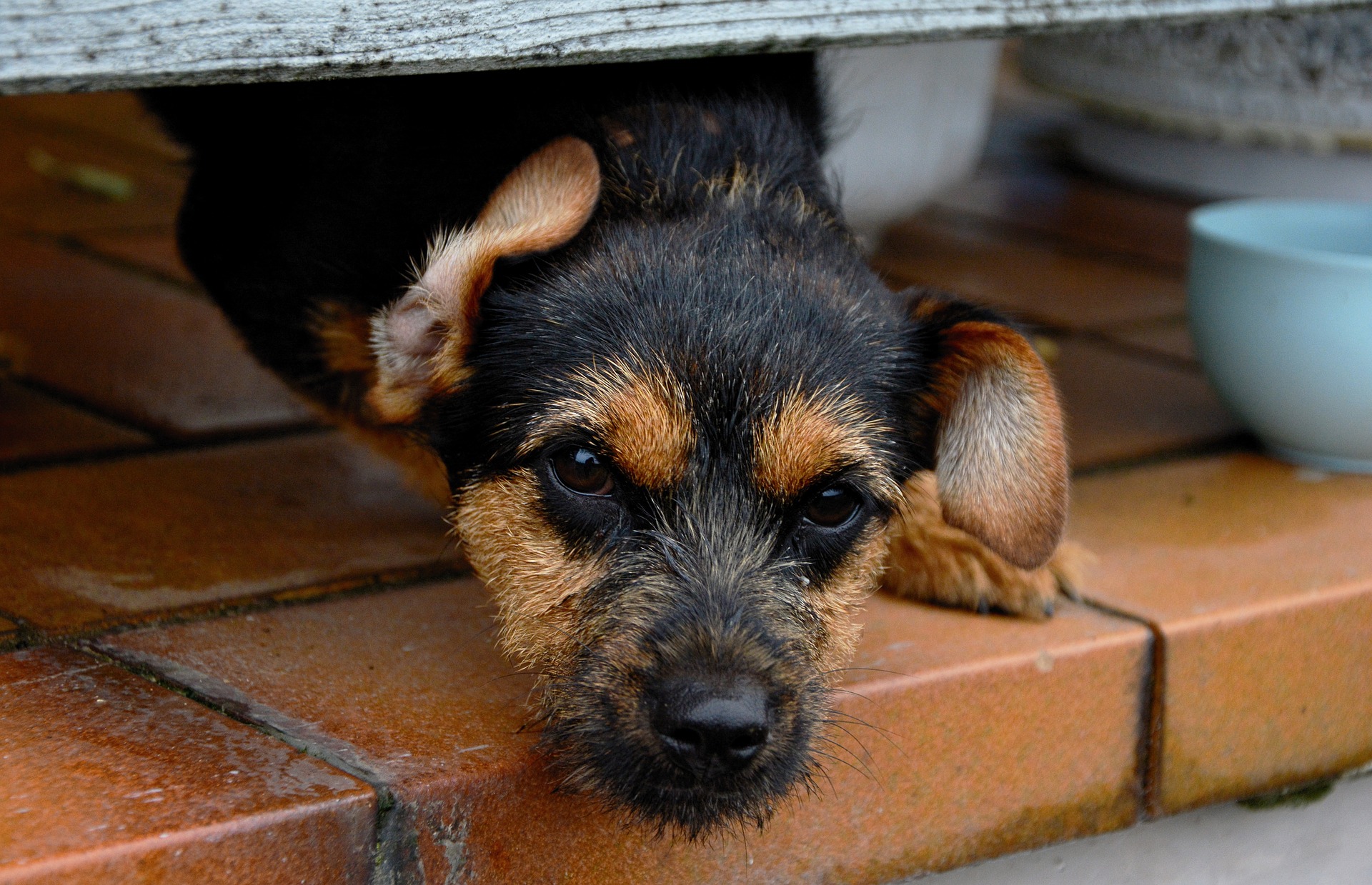 image Nicosia&#8217;s first regional dog shelter set for licensing by mid-2025
