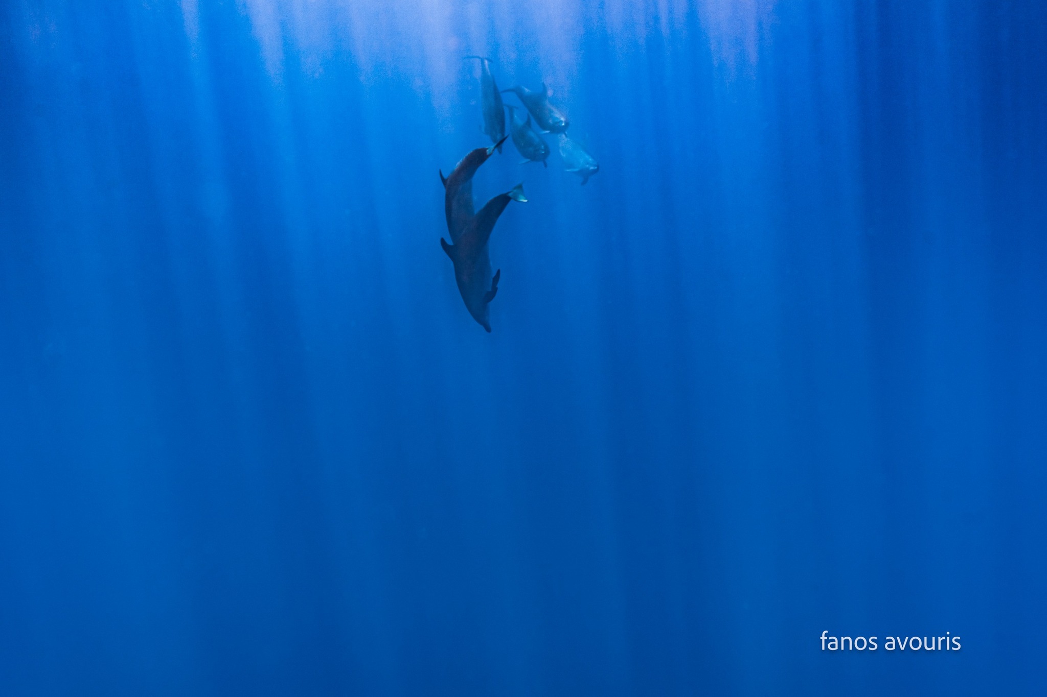 image Pod of dolphins spotted off Cyprus’ coast