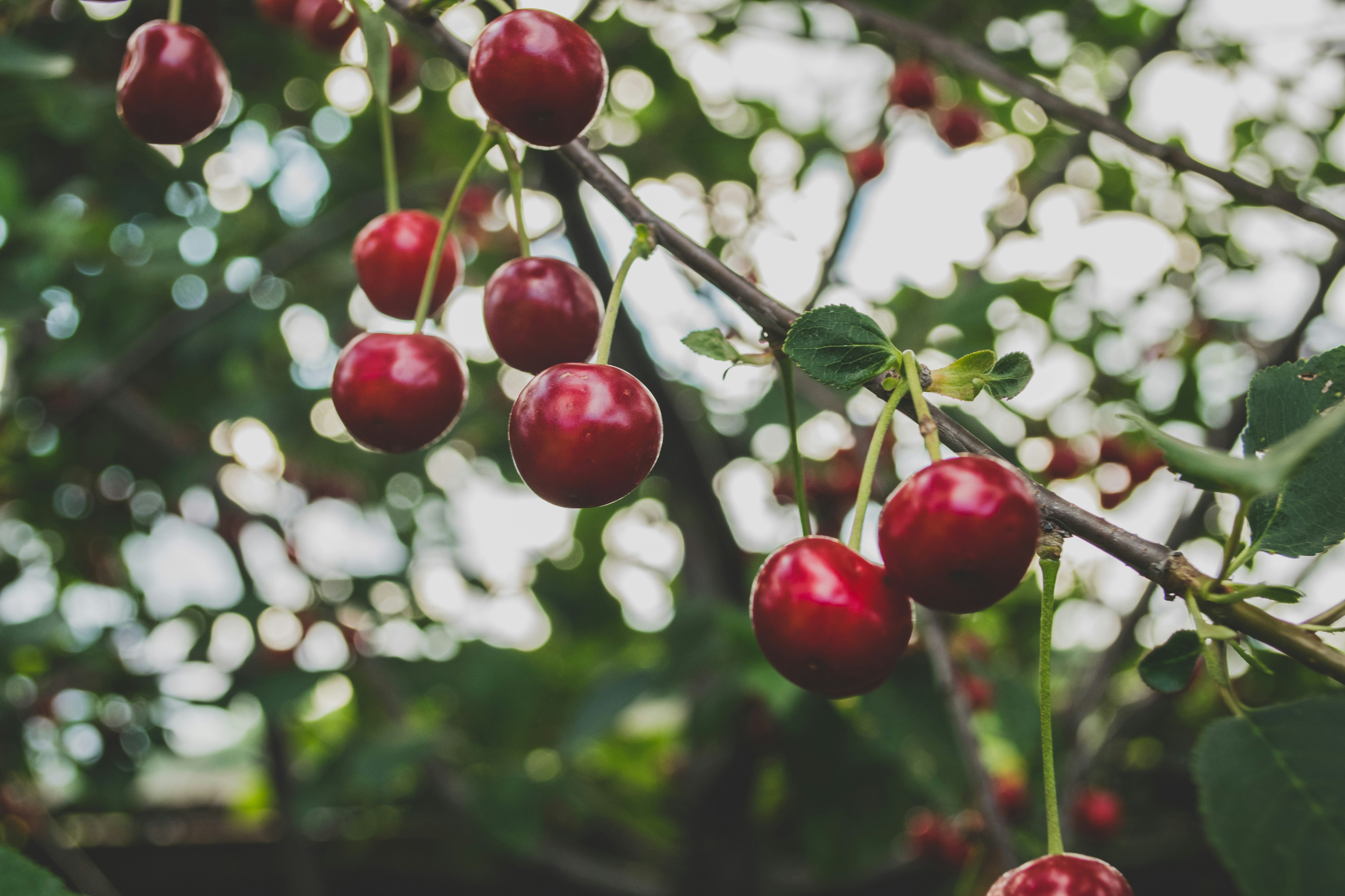 image Village Cherry Festival this weekend 